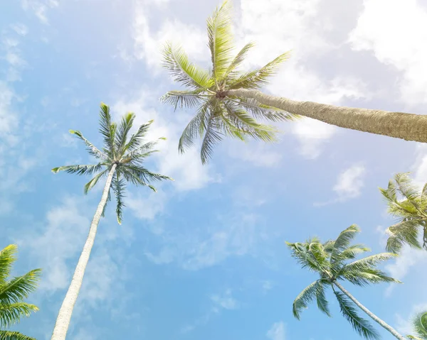 Palm Trees Sunny Blue Sky Clouds — Stock Photo, Image
