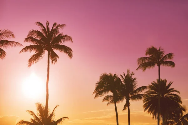Tropikal Günbatımı Bir Arka Plan Üzerinde Palmiye Ağacı Silueti — Stok fotoğraf