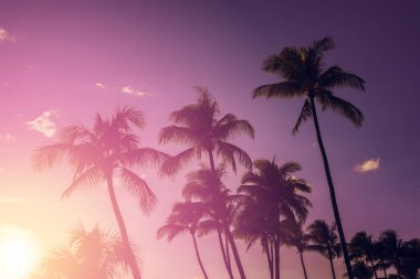 Tropikal günbatımı bir arka plan üzerinde Palmiye ağacı silueti
