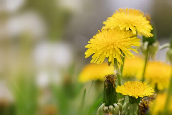 Fiori Tarassaco Nel Prato — Foto Stock