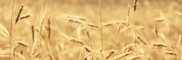 Güneşli Bir Gün Tarım Alanındaki Altın Buğday Alan — Stok fotoğraf