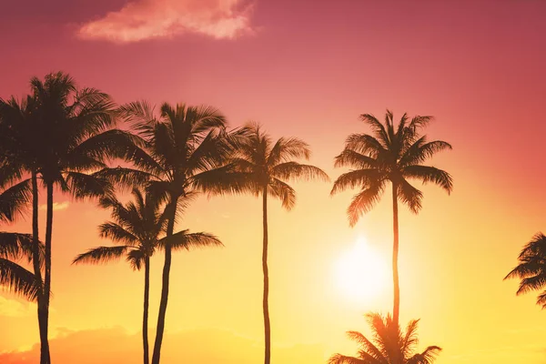 Silhouette Palmier Sur Fond Coucher Soleil Tropical — Photo