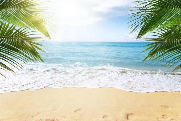 Palmiye Ağaçları Ile Güneşli Tropikal Plaj — Stok fotoğraf