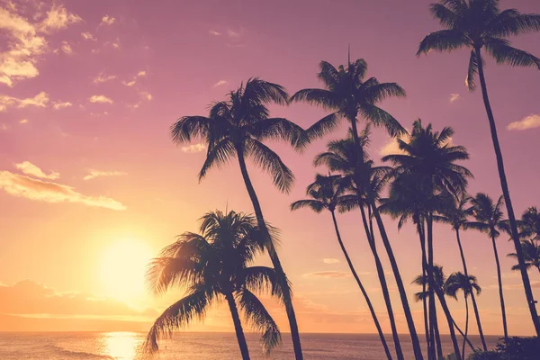 Tropikalny Zachód Słońca Palmami — Zdjęcie stockowe