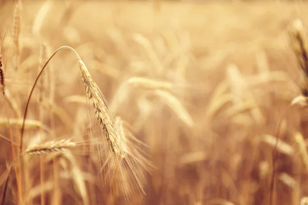 Golden Wheat Field Agriculture Area — Stock Photo, Image