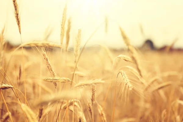 Altın Buğday Tarlası Tarım Alanı — Stok fotoğraf