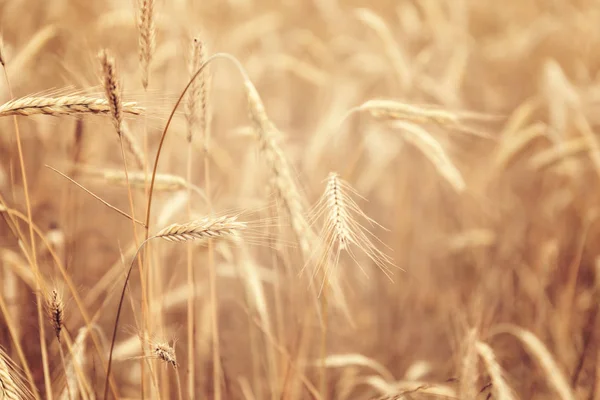 Золота Пшенична Польова Сільськогосподарська Зона — стокове фото
