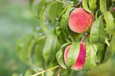 Şeftali meyve ağacı yakın çekim