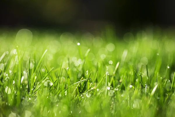 Herbe Verte Avec Des Gouttes Eau Soleil — Photo