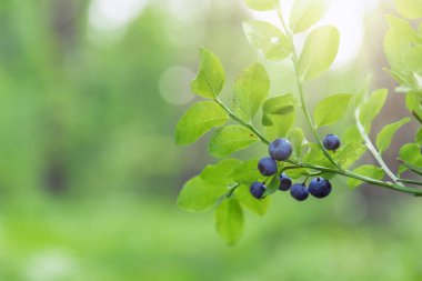 Ormanda yaban mersini ile çalılar