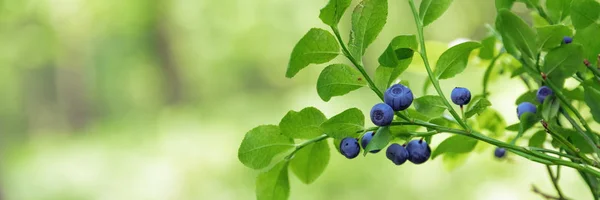 Arbustos Con Frutos Arándanos Bosque — Foto de Stock