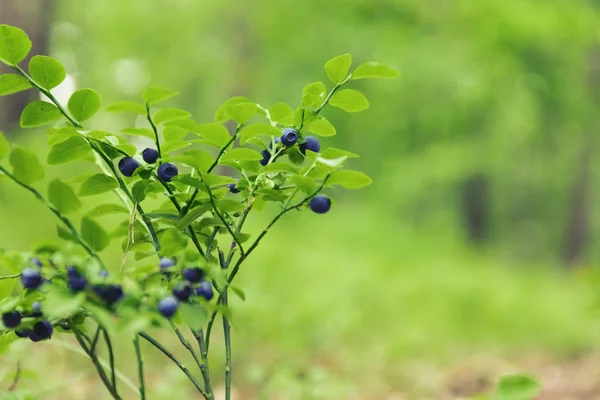 Arbustos Con Frutos Arándanos Bosque — Foto de Stock
