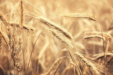 Altın buğday tarlası tarım alanı