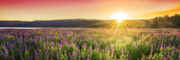 Solnedgång Över Fält Med Vilda Blommor — Stockfoto