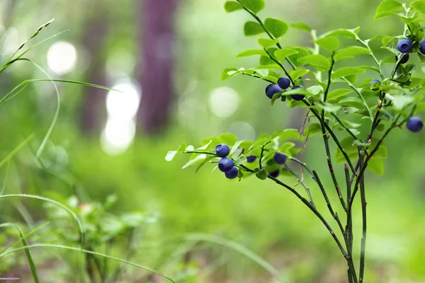 Arbustos Con Frutos Arándanos Bosque — Foto de Stock
