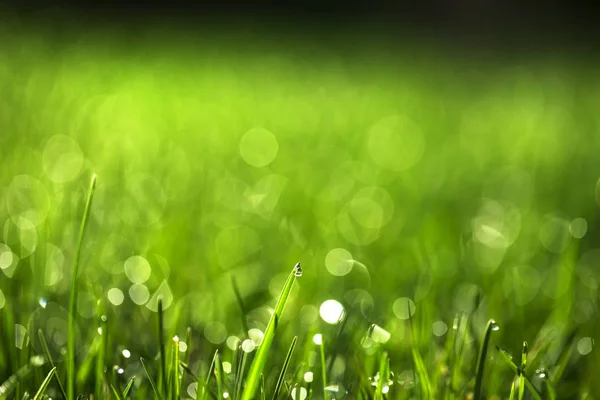 绿草与水滴在阳光下 — 图库照片