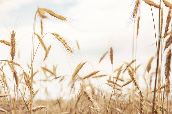 Sunny golden wheat field