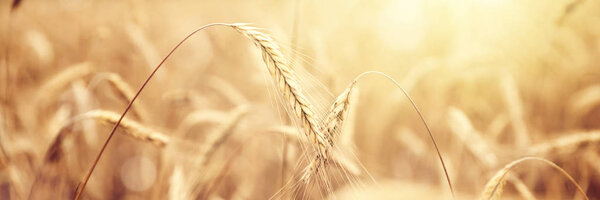 Sunny golden wheat field