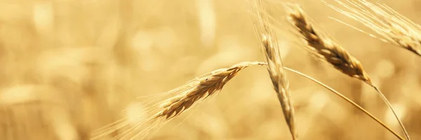 Sunny Golden Wheat Field — Stock Photo, Image