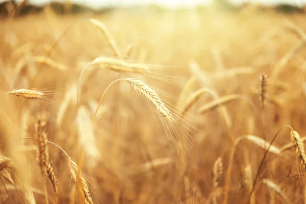 Sunny Golden Wheat Field — Stock Photo, Image