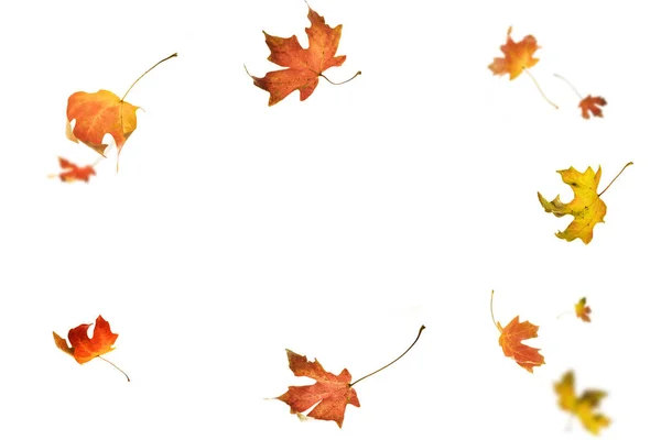 Herbst Ahorn Blätter Isoliert Auf Weißem Hintergrund — Stockfoto