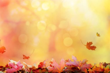 Düşen yapraklarla sonbahar arkaplanı