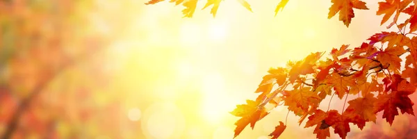 Západ Slunce Nad Pestrobarevné Podzimní Stromy — Stock fotografie