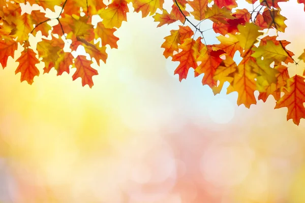 Foglie Autunno Sfondo Soleggiato — Foto Stock