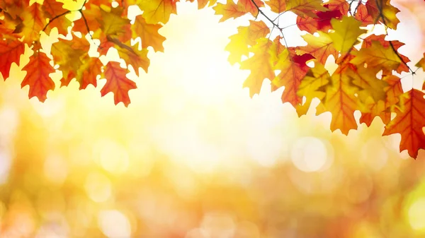 Sonbahar Güneşli Arka Plan Bırakır — Stok fotoğraf