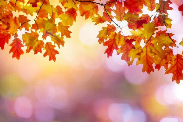 Podzim Zanechává Slunečné Pozadí — Stock fotografie