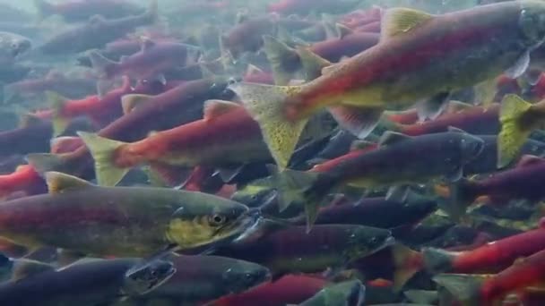 Desove Salmón Kokanee Aguas Arriba Arroyo — Vídeo de stock