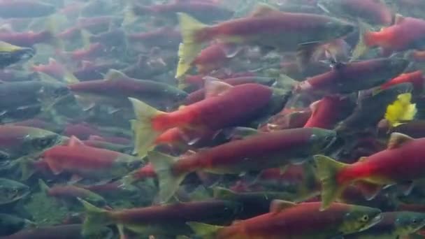 Desove Salmón Kokanee Aguas Arriba Arroyo — Vídeo de stock