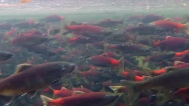 Desove Salmón Kokanee Aguas Arriba Arroyo — Vídeos de Stock