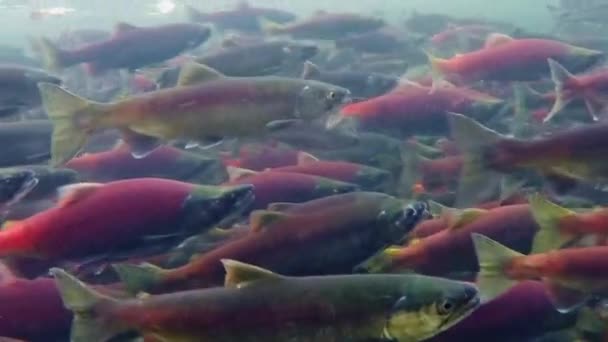 Kokanee Salmon Spawning Upstream Creek — Stock Video