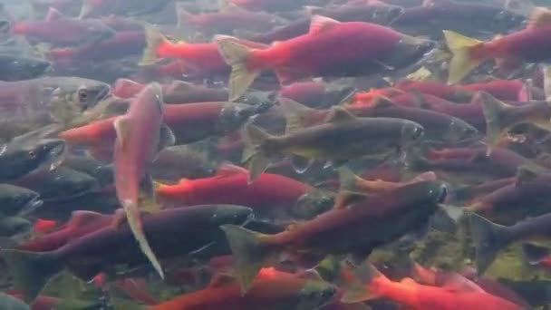 科卡内鲑鱼在小溪上游产卵 — 图库视频影像