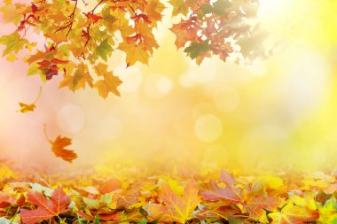 Çok renkli ağaç yaprakları ile altın sonbahar gün batımı