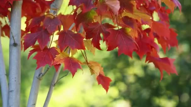 Árbol Arce Con Hojas Coloridas Otoño — Vídeo de stock