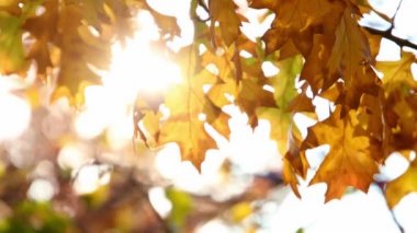  Sonbaharda güneşli gökyüzünde renkli ağaç yaprakları