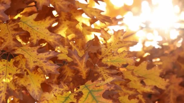 Sonbaharda Güneşli Gökyüzünde Renkli Yaprakları Olan Ağaç — Stok video
