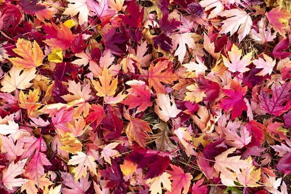 Πολύχρωμο Φθινόπωρο Πεσμένα Φύλλα Φόντο — Φωτογραφία Αρχείου