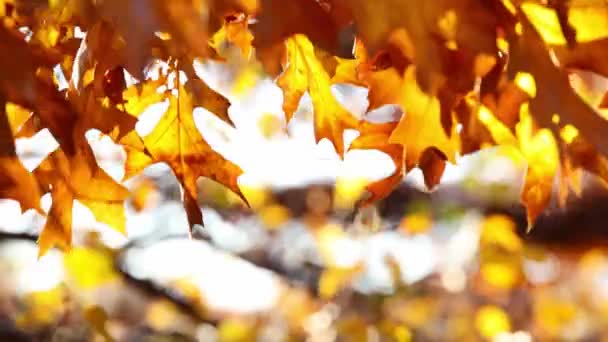 Πολύχρωμα Φύλλα Δέντρων Φθινόπωρο Στον Ηλιόλουστο Ουρανό — Αρχείο Βίντεο