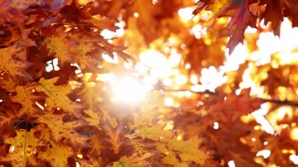 Kleurrijke Boombladeren Herfst Zonnige Hemel — Stockvideo