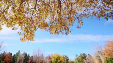 Sonbaharda güneşli gökyüzünde çok renkli ağaç yaprakları, yüksek dinamik aralıklı video yakalama hdr