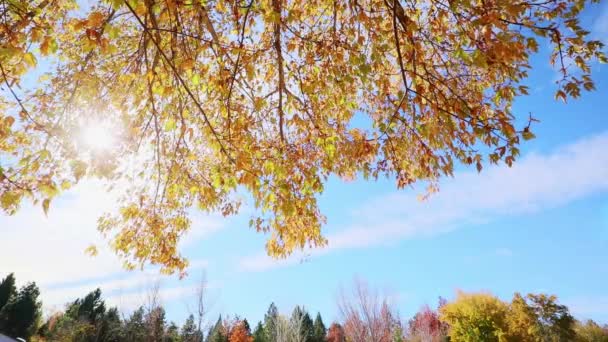 Folhas Árvores Multicoloridas Outono Céu Ensolarado Captura Vídeo Alta Faixa — Vídeo de Stock