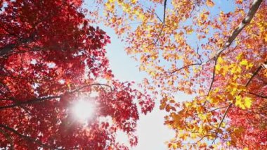 Sonbaharda güneşli gökyüzünde çok renkli ağaç yaprakları, yüksek dinamik aralıklı video yakalama hdr