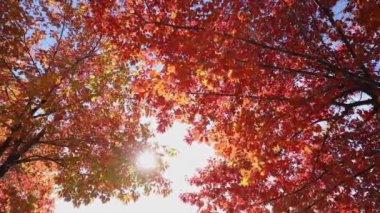 Sonbaharda güneşli gökyüzünde çok renkli ağaç yaprakları, yüksek dinamik aralıklı video yakalama hdr