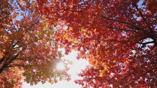 Разноцветные Листья Деревьев Осенью Солнечном Небе Высокая Динамическая Дальность Захвата — стоковое видео
