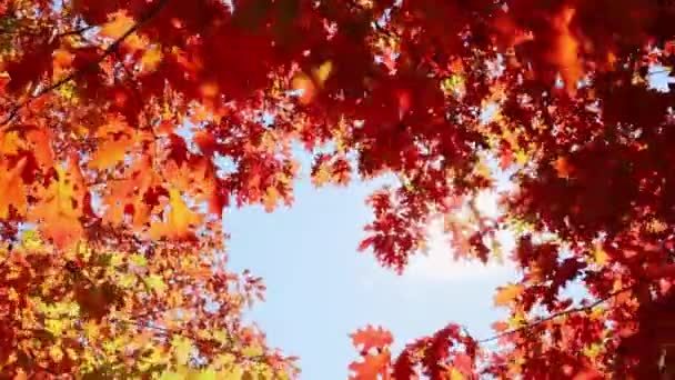 Hojas Árbol Multicolores Otoño Cielo Soleado Captura Vídeo Alto Rango — Vídeo de stock