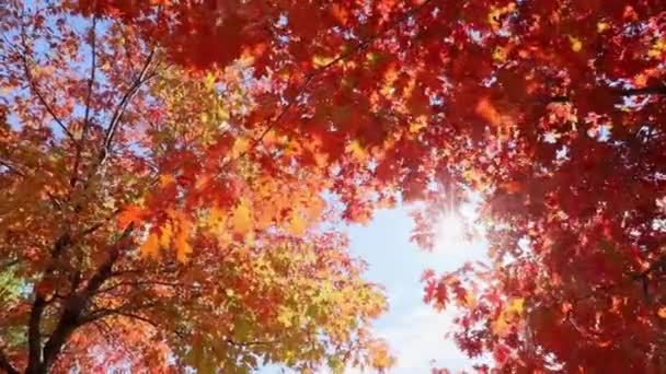 Πολύχρωμα Φύλλα Δέντρων Φθινόπωρο Στον Ηλιόλουστο Ουρανό Βίντεο Υψηλής Δυναμικής — Αρχείο Βίντεο