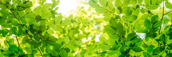 Πράσινα Φύλλα Δέντρων Στο Φως Του Ήλιου Ηλιόλουστη Ανοιξιάτικη Μέρα — Φωτογραφία Αρχείου